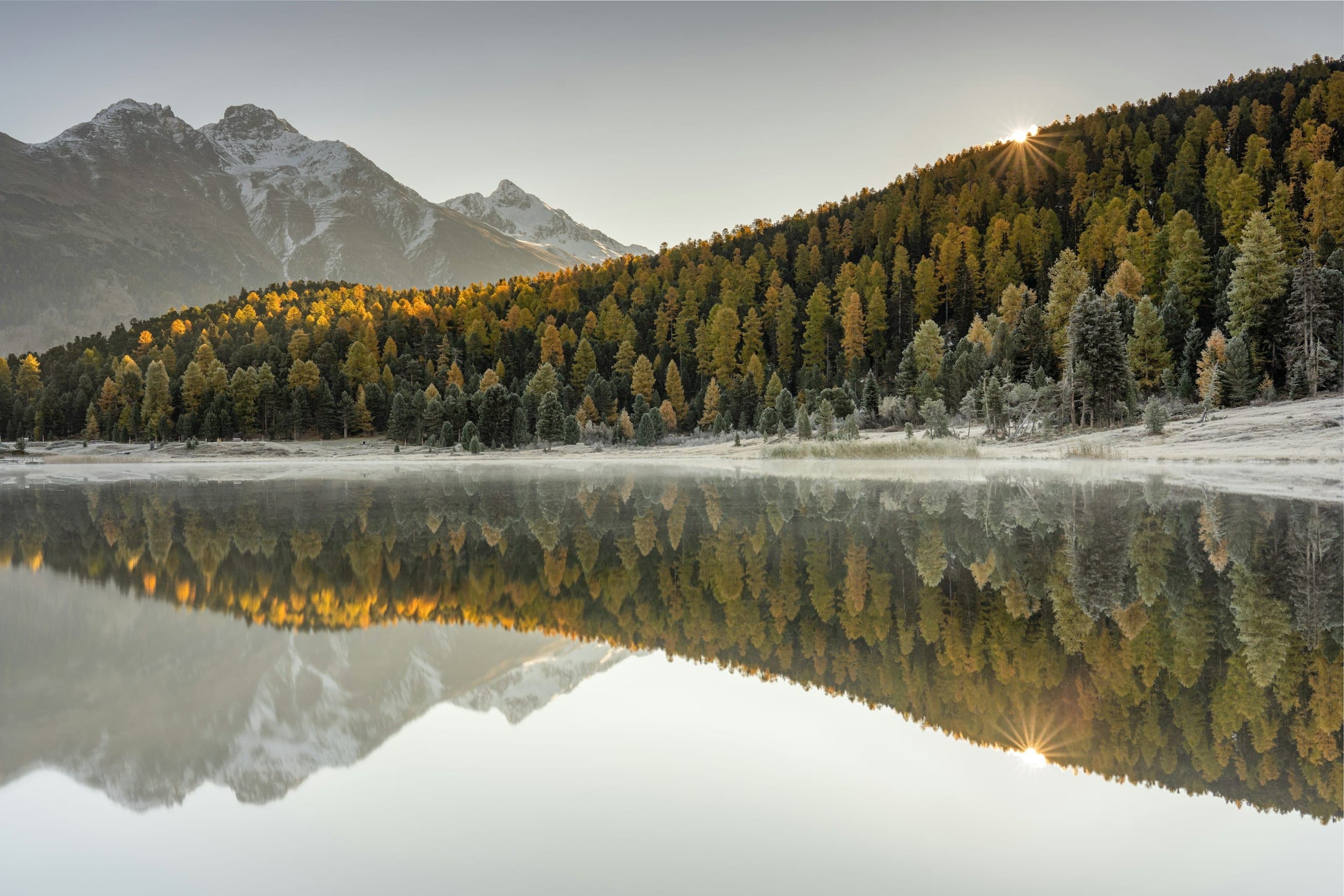 Larch forest in autumn colours reflected in a lake in the Engadin